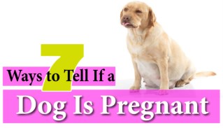 7 Ways to Tell If a Dog Is Pregnant 2018! Week By Week Calendar