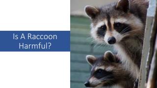 Is A Raccoon Harmful?
