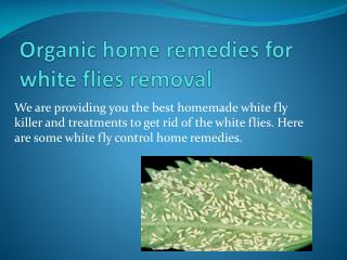 ORGANIC HOME REMEDIES FOR WHITE FLIES REMOVAL