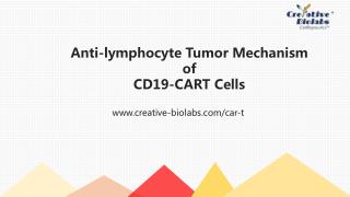 Anti-lymphocyte Tumor Mechanism of CD19-CART Cells
