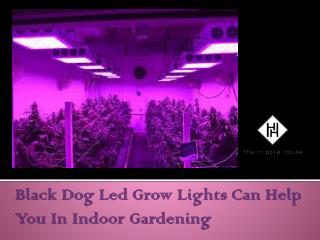 Black Dog Led Grow Lights Can Help You In Indoor Gardening