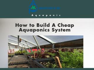 How to Build Cheap Aquaponic System