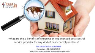Who to choose for pest control services to be free from any kind of insect movements?