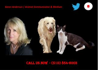How To Communicate With Animals & Karen Anderson