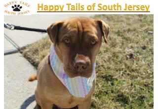 Happy Tails of South Jersey