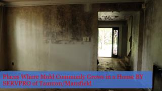 Places Where Mold Commonly Grows in a House