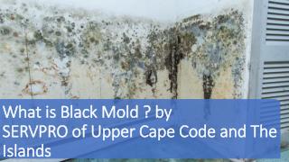 What is Black Mold