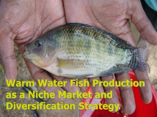 Warm Water Fish Production as a Niche Market and Diversification Strategy