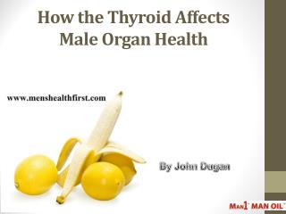 How the Thyroid Affects Male Organ Health