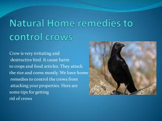 NATURAL HOME REMEDIES TO CONTROL CROWS