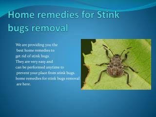 HOME REMEDIES FOR STINK BUGS REMOVAL