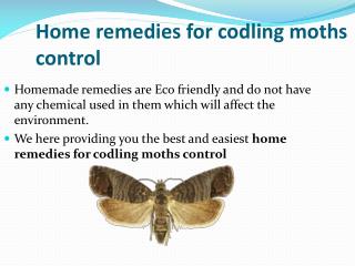 HOME REMEDIES FOR CODLING MOTHS CONTROL