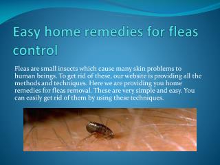 Easy home remedies for fleas control