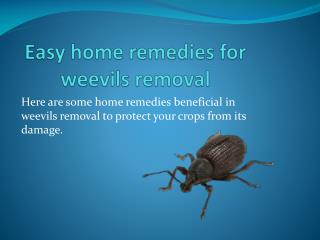 EASY HOME REMEDIES FOR WEEVILS REMOVAL