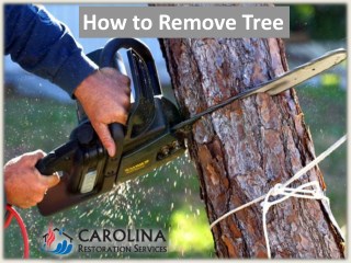 How to Remove Tree