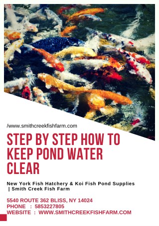 Step by Step How to keep pond water clear