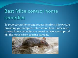 HOW TO GET RID OF MICE