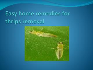 EASY HOME REMEDIES FOR THRIPS REMOVAL