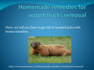 HOMEMADE REMEDIES FOR WOODCHUCKS REMOVAL