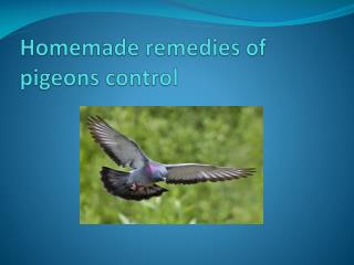 HOMEMADE REMEDIES OF PIGEONS CONTROL