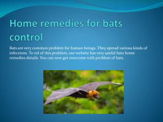 HOME REMEDIES FOR BATS CONTROL