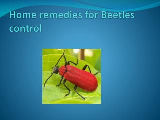 HOME REMEDIES FOR BEETLES CONTROL