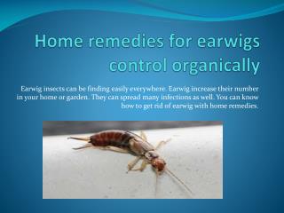 HOME REMEDIES FOR EARWIGS CONTROL ORGANICALLY