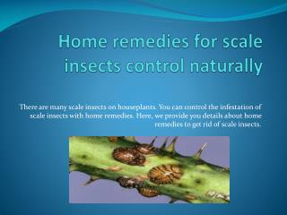 HOME REMEDIES FOR SCALE INSECTS CONTROL NATURALLY