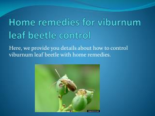 HOME REMEDIES FOR VIBURNUM LEAF BEETLE CONTROL