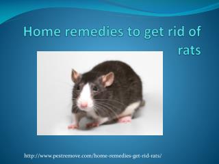 HOME REMEDIES TO GET RID OF RATS