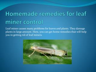 HOW TO MAKE HOMEMADE LEAF MINER SPRAY