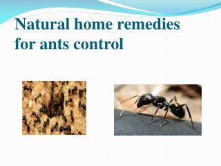 NATURAL HOME REMEDIES FOR ANTS CONTROL