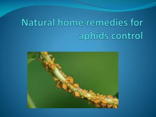 NATURAL HOME REMEDIES FOR APHIDS CONTROL