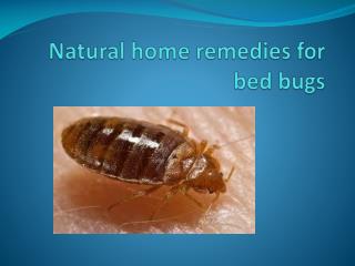 NATURAL HOME REMEDIES FOR BED BUGS