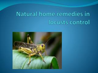 NATURAL HOME REMEDIES IN LOCUSTS CONTROL