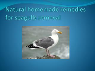 NATURAL HOMEMADE REMEDIES FOR SEAGULLS REMOVAL