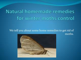 NATURAL HOMEMADE REMEDIES FOR WINTER MOTHS CONTROL