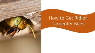 How to Get Rid of Carpenter Bees?