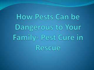 How Pests Can be Dangerous to Your Family- Pest Cure in Rescue