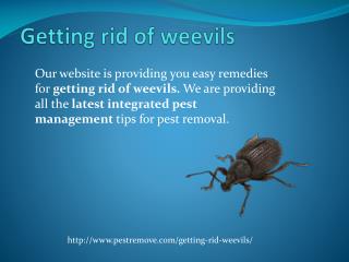 GETTING RID OF WEEVILS