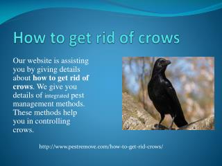 HOW TO GET RID OF CROWS