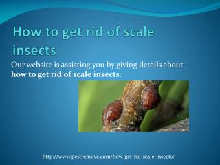 HOW TO GET RID OF SCALE INSECTS