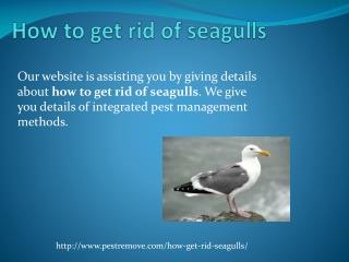 HOW TO GET RID OF SEAGULLS