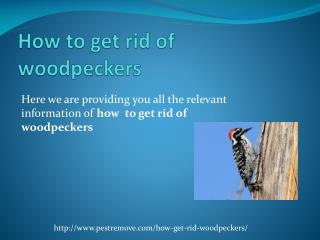 HOW TO GET RID OF WOODPECKERS