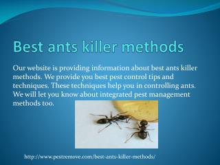 BEST ANTS KILLER METHODS