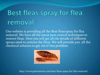 Best fleas spray for flea removal