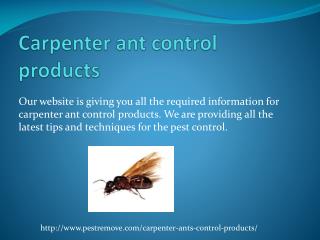 HOW TO GET RID OF CARPENTER ANTS