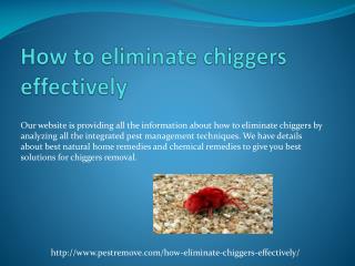 HOW TO ELIMINATE CHIGGERS EFFECTIVELY