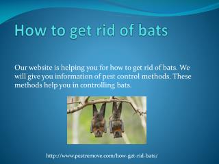 HOW TO GET RID OF BATS