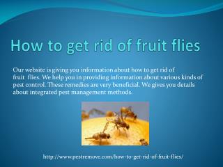 HOW TO GET RID OF FRUIT FLIES